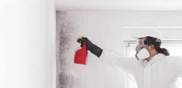 Certified Mold Removal in Beverly Hills, MI