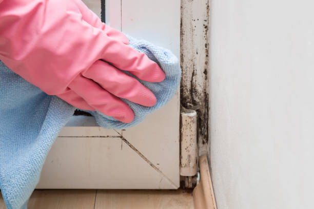Best Black Mold Removal  in Beverly Hills, MI